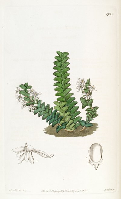 Angraecum distichum by Miss Drake